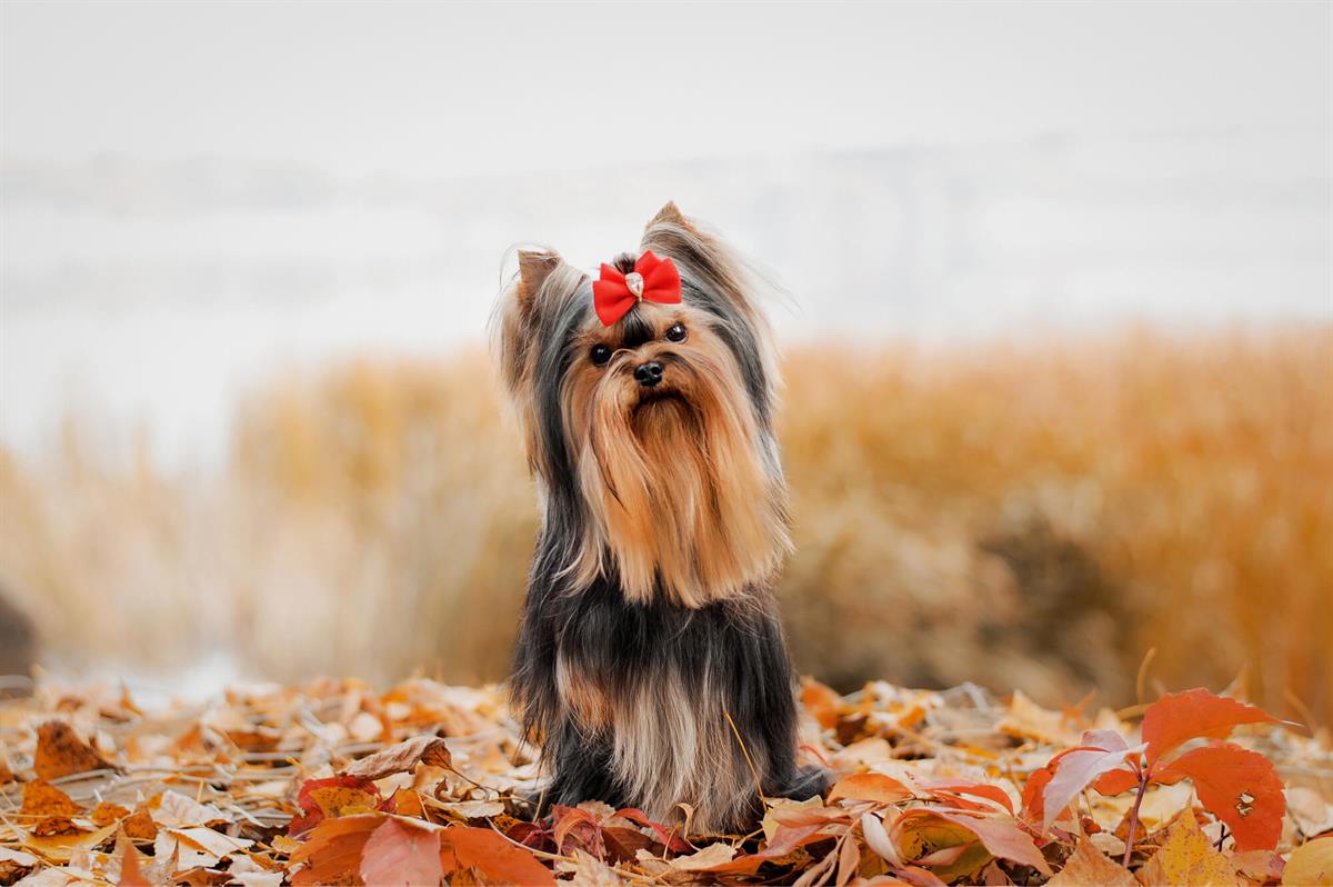 Yorkshire Terrier