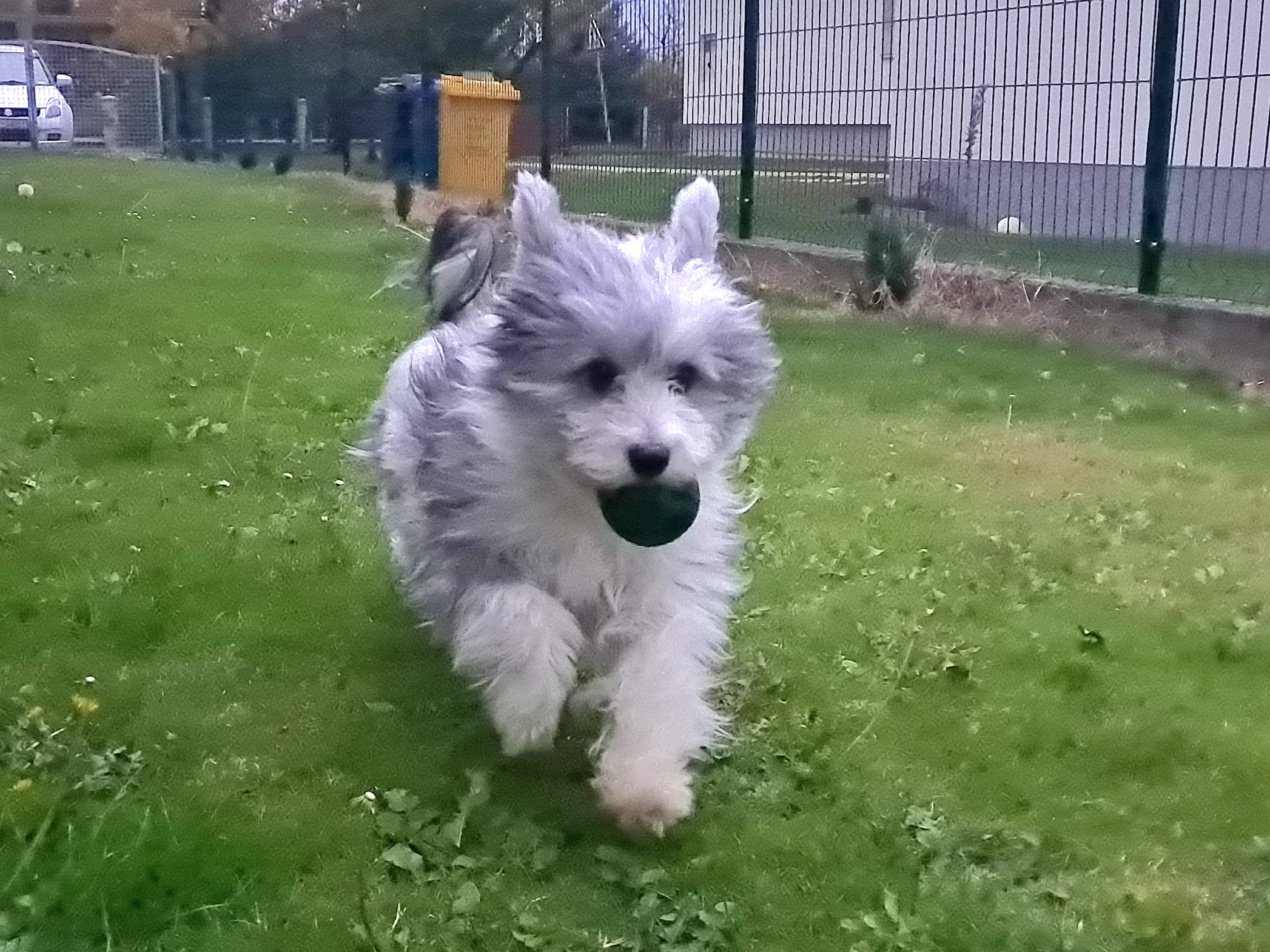 Luj Garibaldi XIX. (Čmarko)