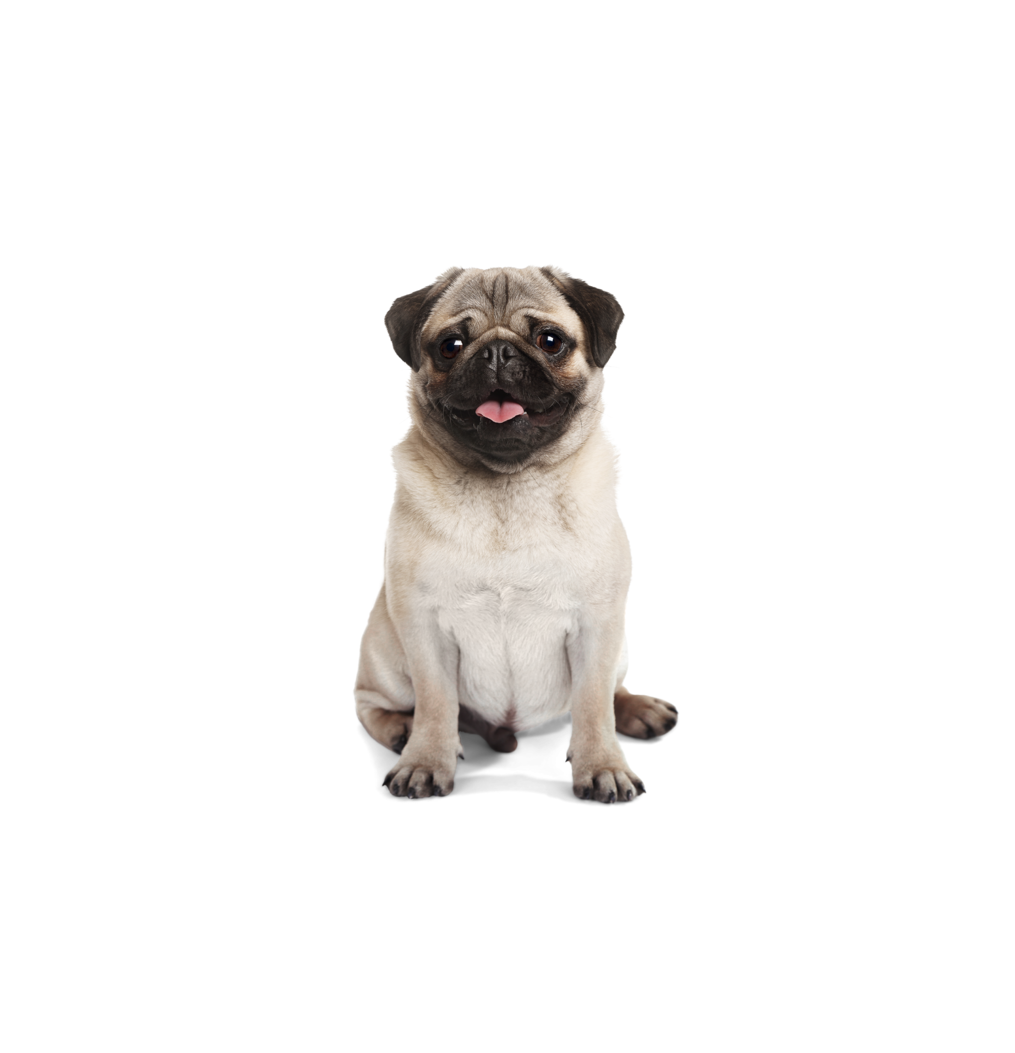 Pug