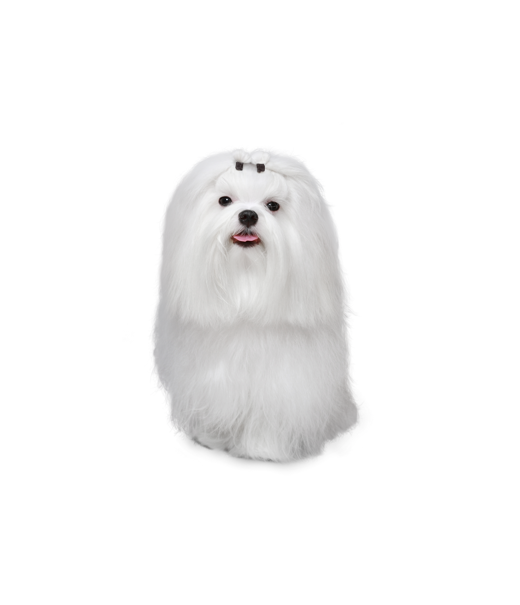 Maltese